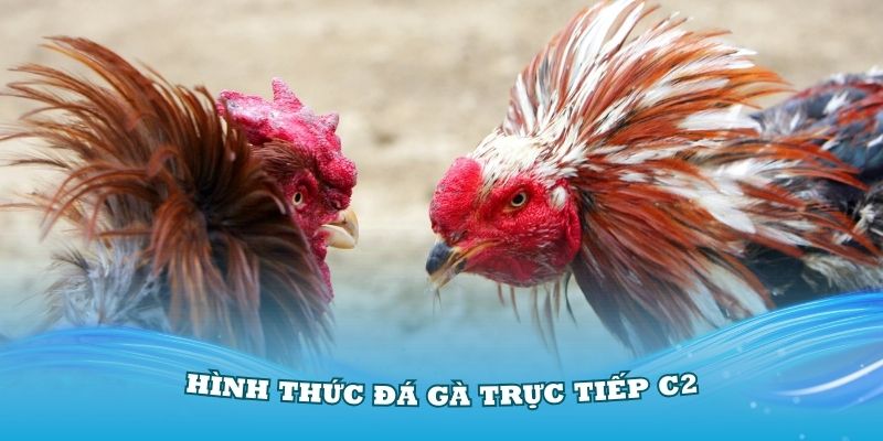 Khám phá các hình thức đá gà trực tiếp C2 cực kỳ nổi tiếng