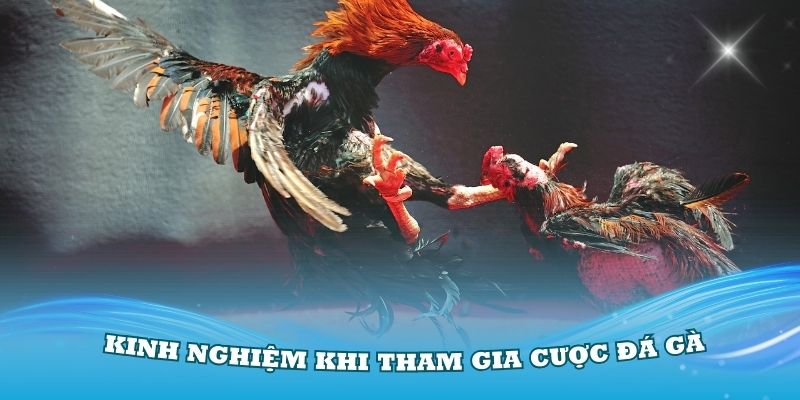 Một số kinh nghiệm khi tham gia cược đá gà trực tiếp C2