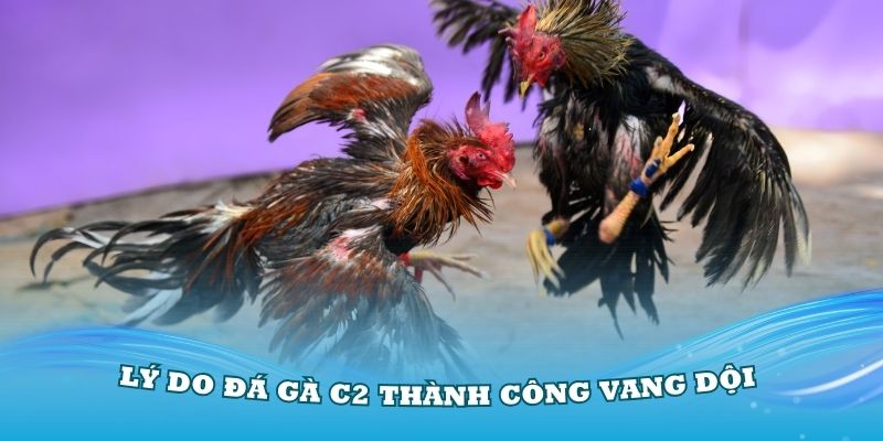 Lý do đá gà C2 thành công vang dội