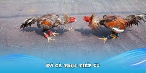 đá gà trực tiếp C2